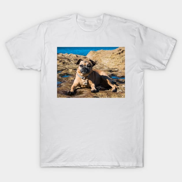 Pug cross jack russell dog sitting on rocks at umina beach on nsw central coast T-Shirt by Geoff79